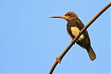 Brown Jacamar